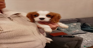 Cavalier King Charles Spaniel dogs - Advert 5