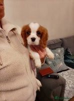 Cavalier King Charles Spaniel dogs - Advert 5