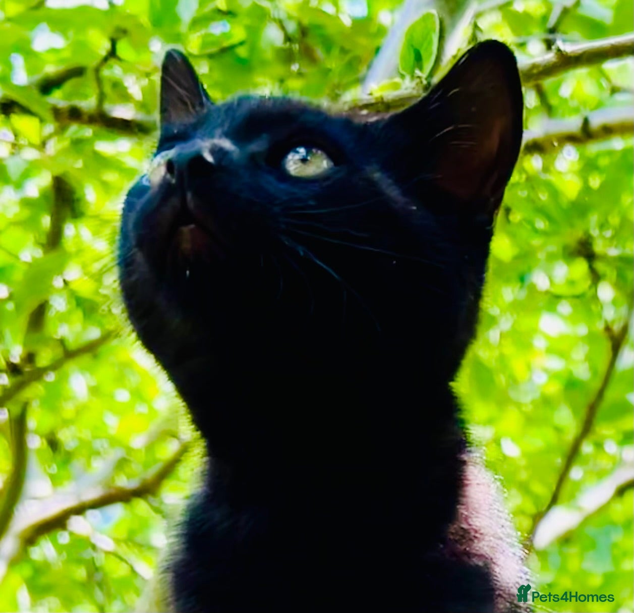 Mixed Breed cats For black cat lover 😜 - Advert 6