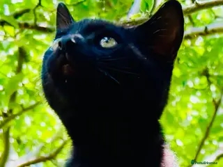 Mixed Breed cats For black cat lover 😜 - Advert 6