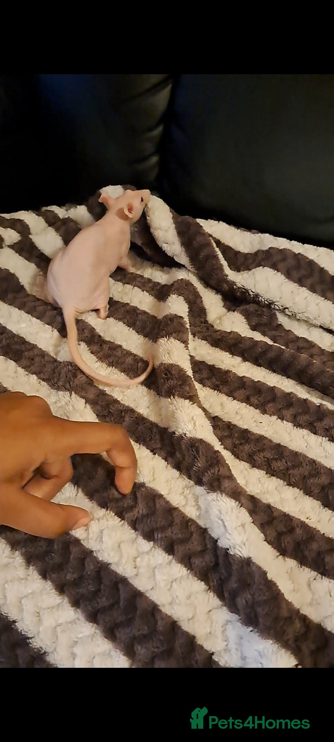 Rat rodents for sale: FEMALE RAT URGENT REHOMING. - Image 3