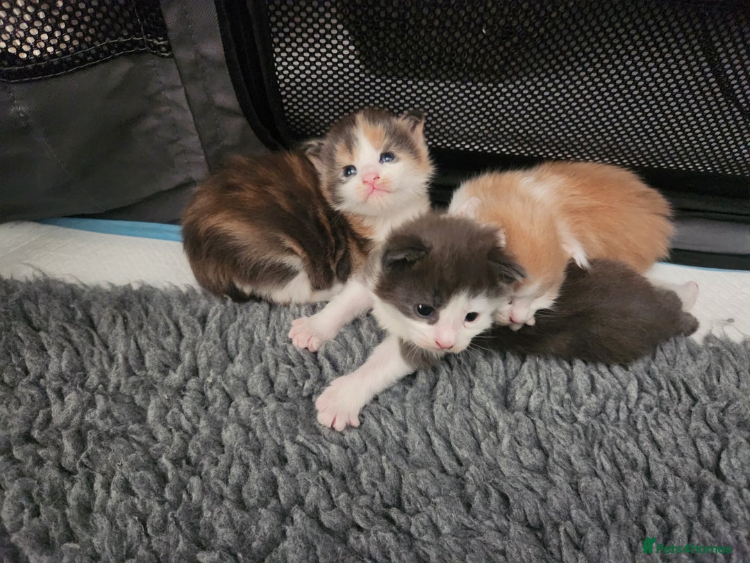 Maine Coon cats for sale: Maine Coon Kittens purebred – Reserve Now - Image 12