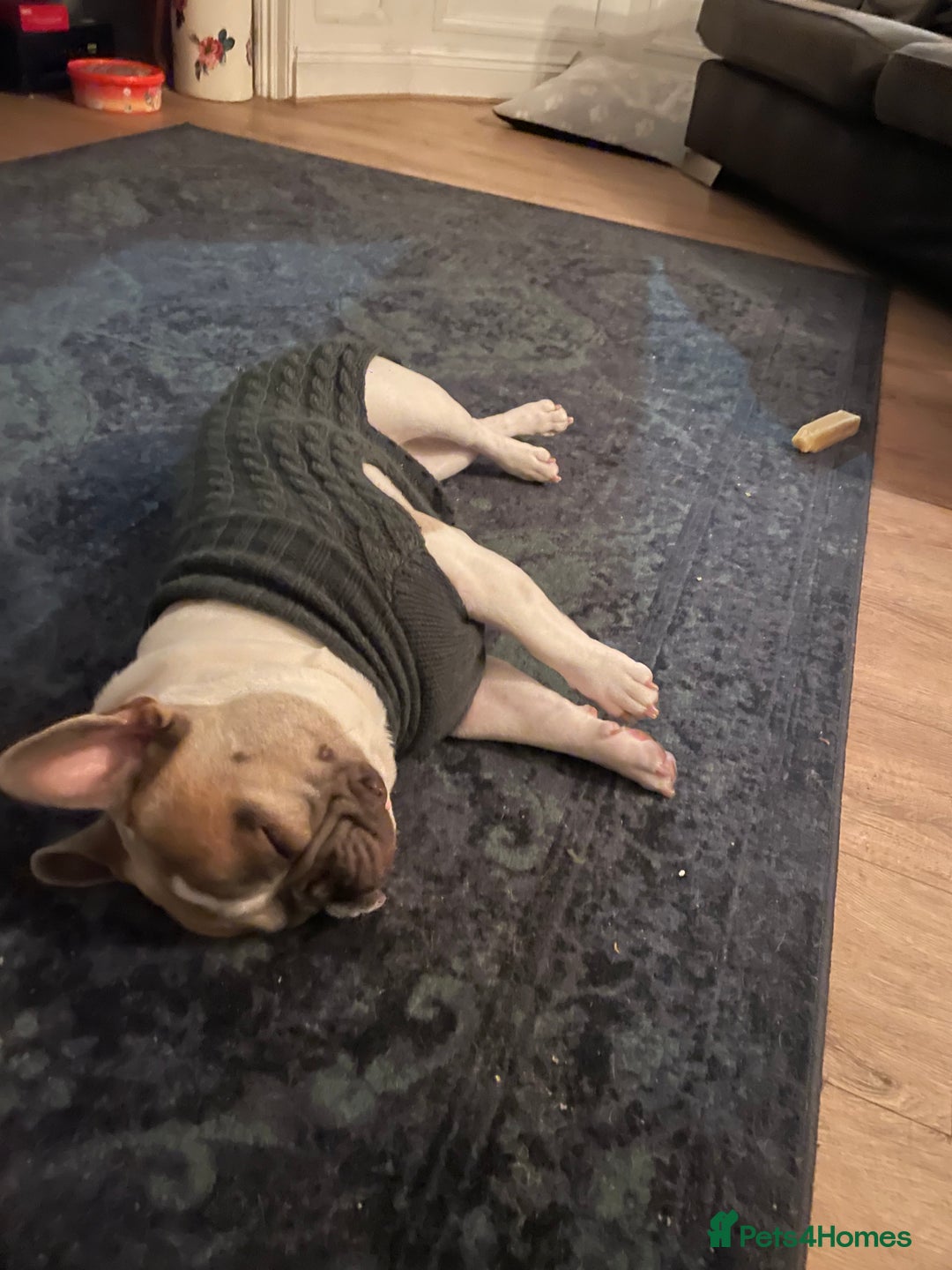 French Bulldog dogs for stud: Our beautiful boy Herbie - Advert 8
