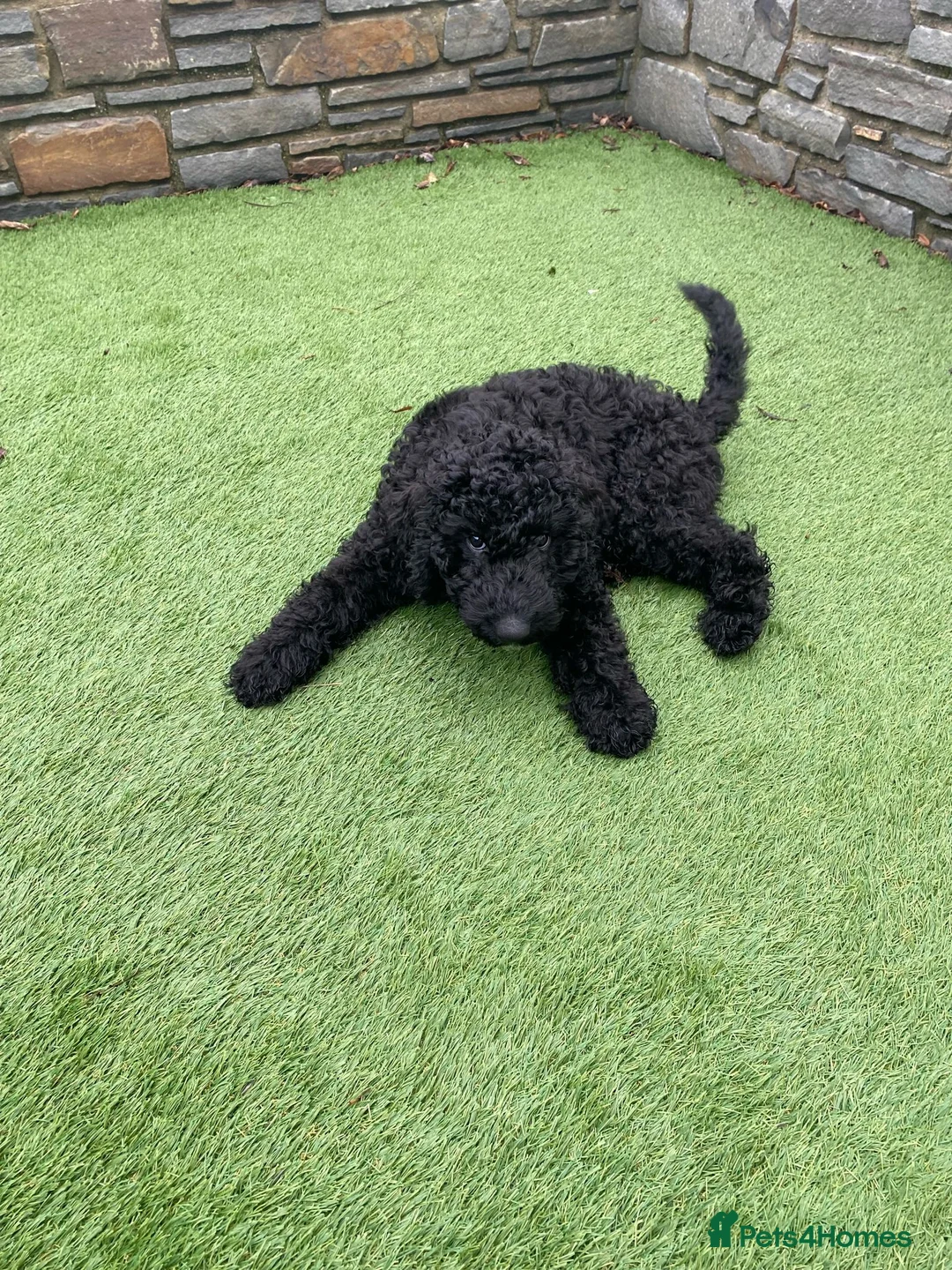 Goldendoodle dogs for sale: Golden Doodle male puppy - Advert 2