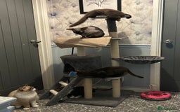 Mixed Breed cats for sale: Ragdoll x sphynx babies - Image 1
