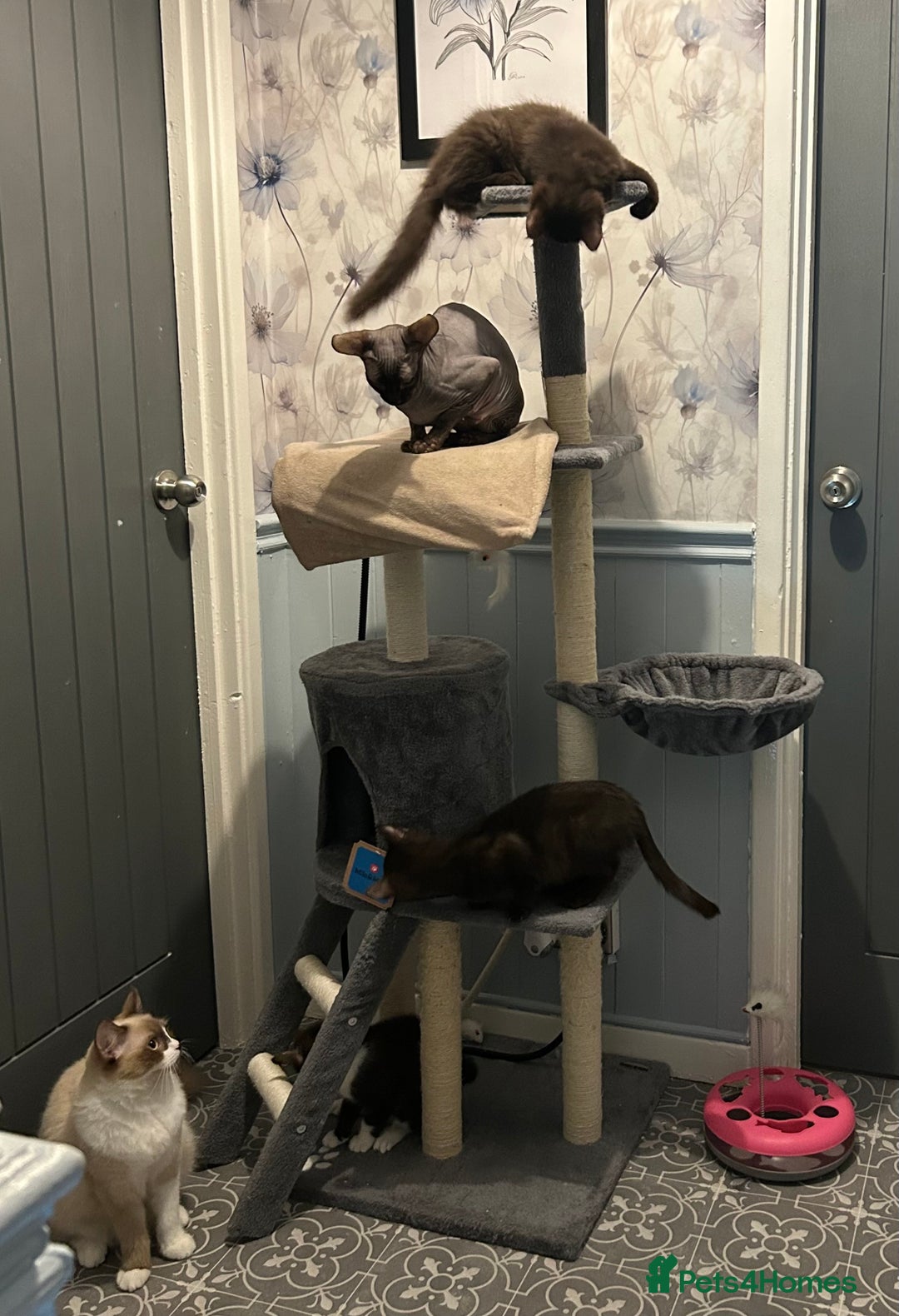 Mixed Breed cats for sale: Ragdoll x sphynx babies - Image 1