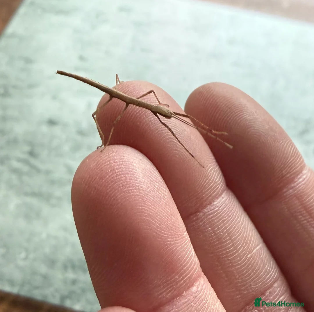 Stick Insects invertebrates for sale: Indian stick insect nymphs (babies) and/or eggs - Advert 2