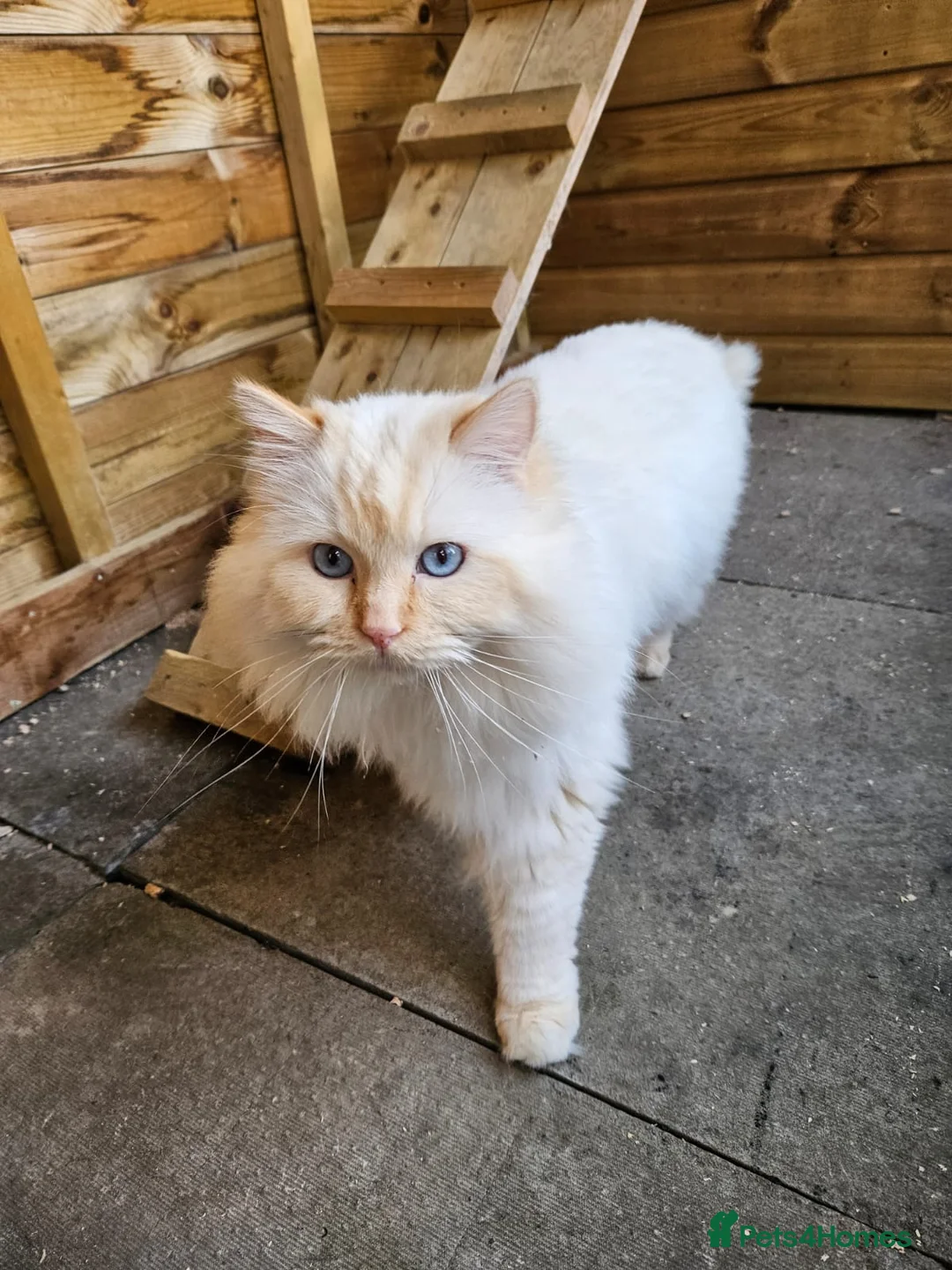 Ragdoll cats for stud: GCCF & TICA Active registered cat for stud. - Advert 4