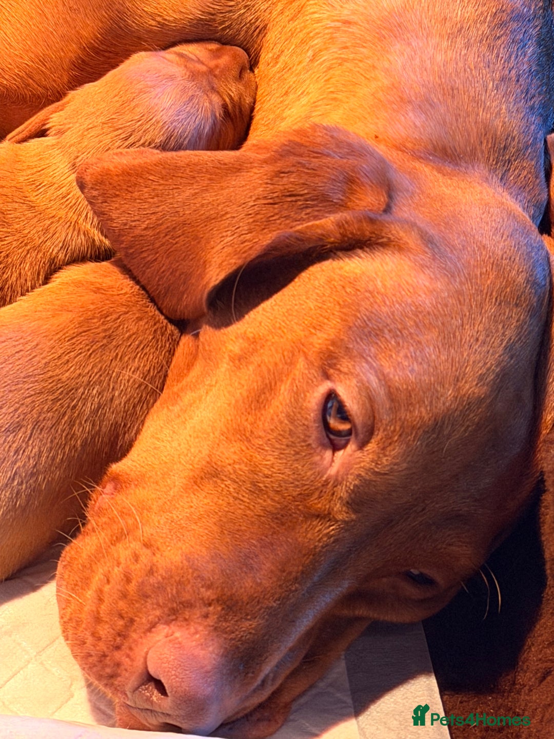 Hungarian Vizsla dogs for sale: DUAL PURPOSE FIELD & SHOW CHAMPIONS BRED PUPPIES - Advert 8