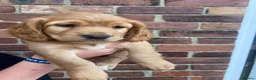 Cocker Spaniel dogs for sale: 2 boys ready now  - Advert 19