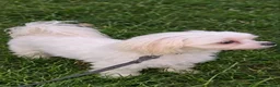 Maltese dogs for sale: Healthy 6year old female looking for a lovely home - Advert 12