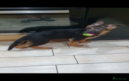German Shepherd dogs for sale: Beautiful German Shepherd pups Blk / Tan Ready Now - Image 18