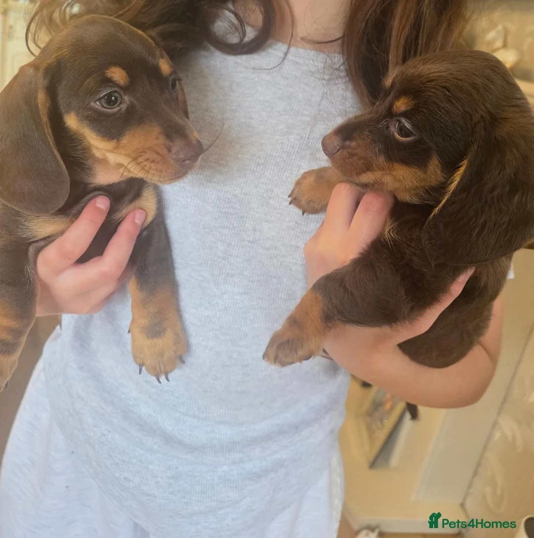 Mixed Breed dogs for sale: 2 beautiful dachund boys  - Advert 1