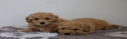 Cavapoo dogs for sale: Cavapoo Puppies  - Advert 8