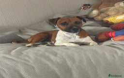 Plummer Terrier dogs for sale: One year old male - Image 2