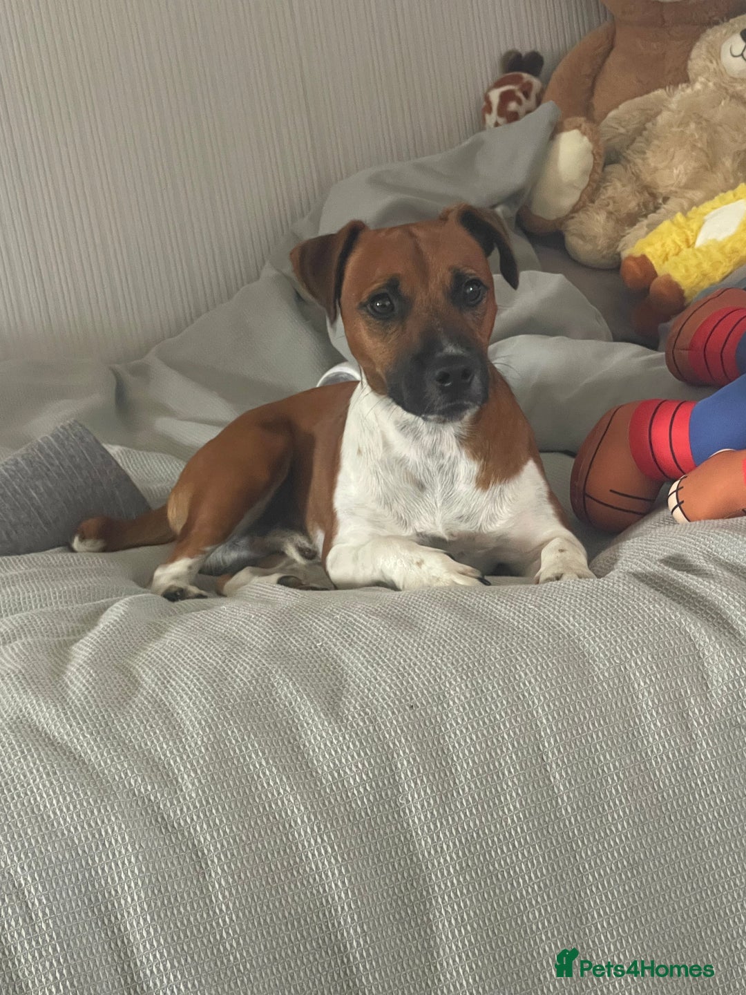 Plummer Terrier dogs for sale: One year old male - Image 2