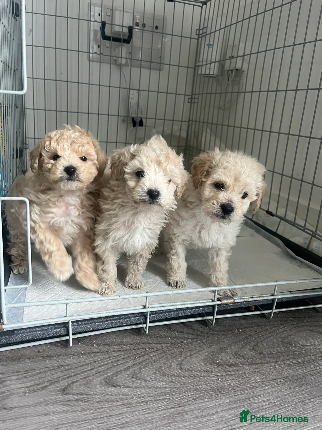 Cavapoo dogs for sale: 3 beautiful Cavopoo males 🐶 - Advert 2