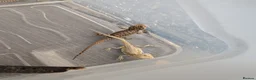 Bearded Dragon reptiles for sale: Baby Bearded Dragons  - Advert 4