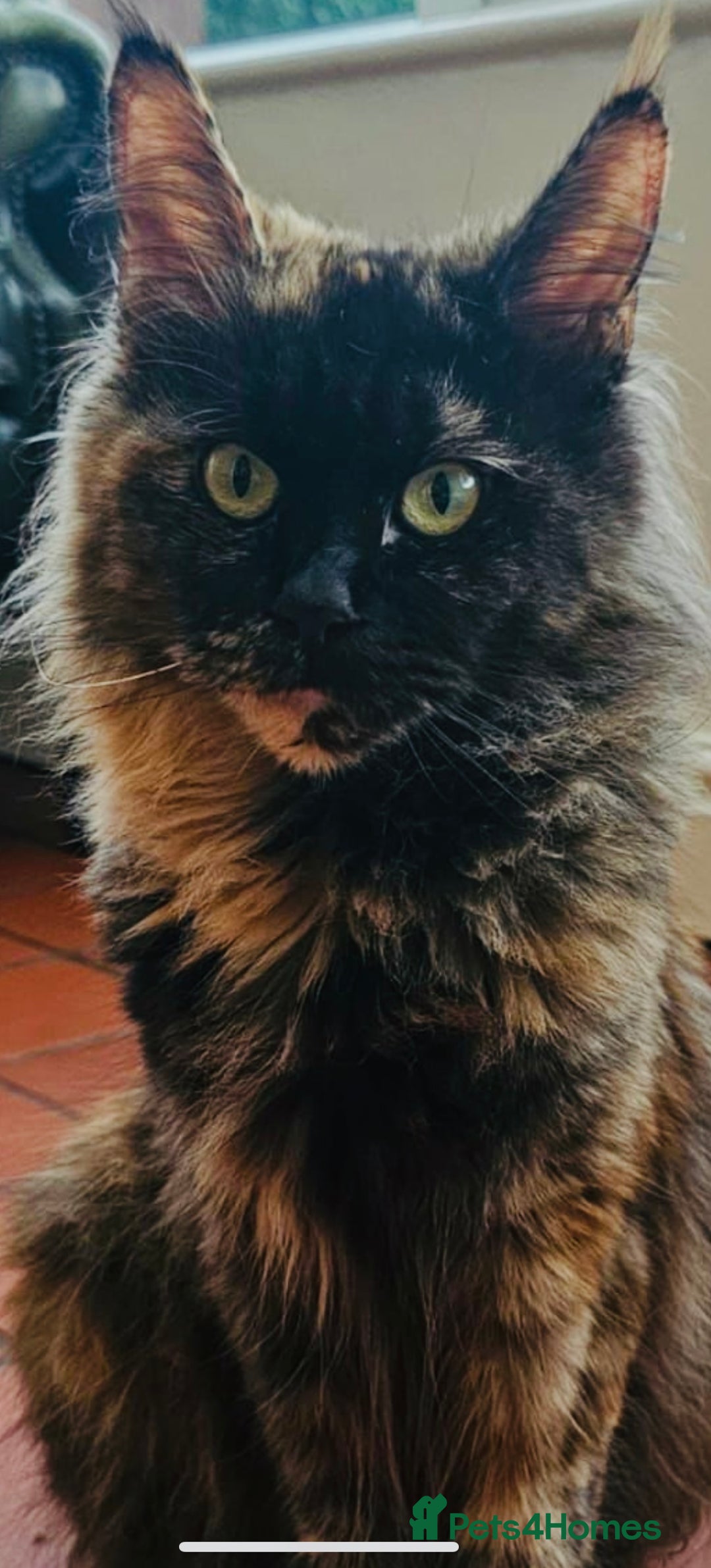 Maine Coon cats for sale: Maine coon babies 😻 - Advert 5