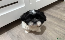 Shih Tzu dogs for sale: 3 beautiful shih tzus for sale  - Advert 6