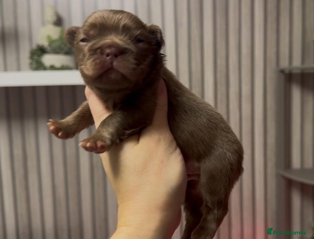 French Bulldog dogs for sale: Kc registered fluffy French bulldogs  - Advert 2