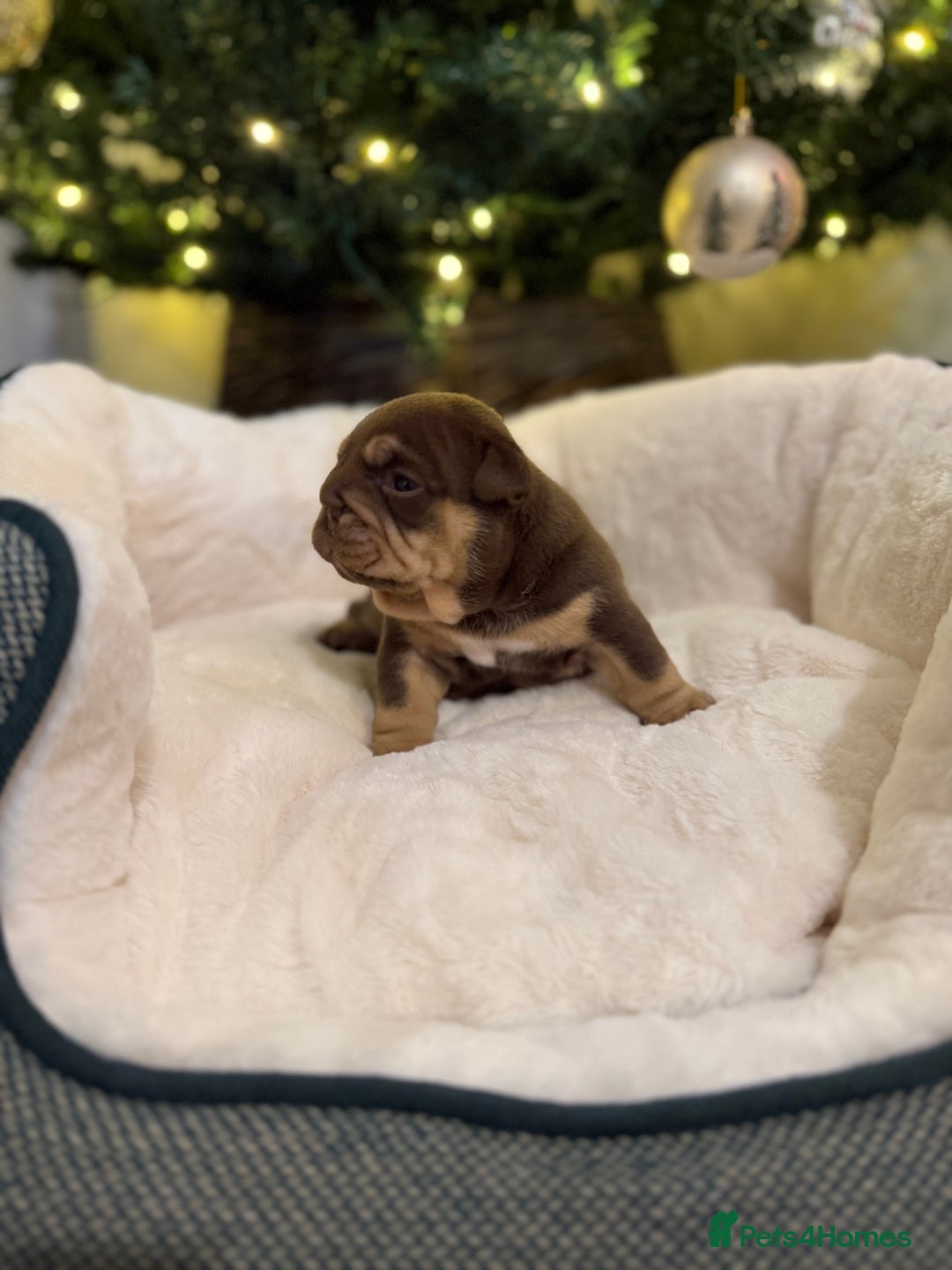 English Bulldog dogs for sale: Stunning English Bulldog Puppies 🐾🐶 - Advert 7