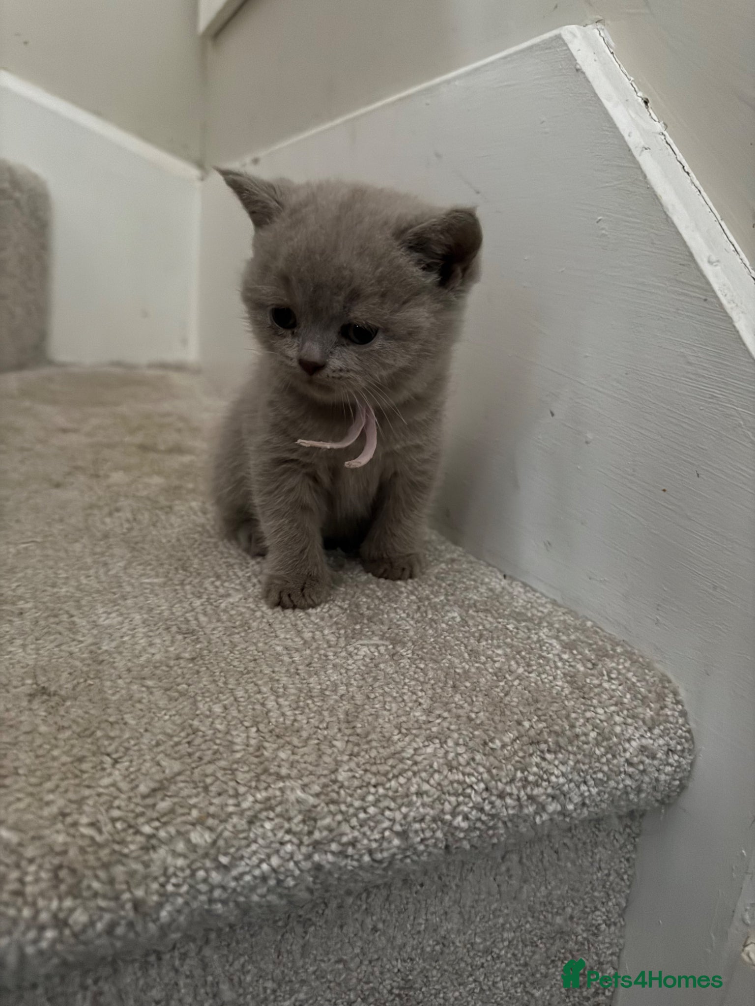 British Shorthair cats for sale: Stunning GCCF-Registered British Shorthair Kittens - Advert 6