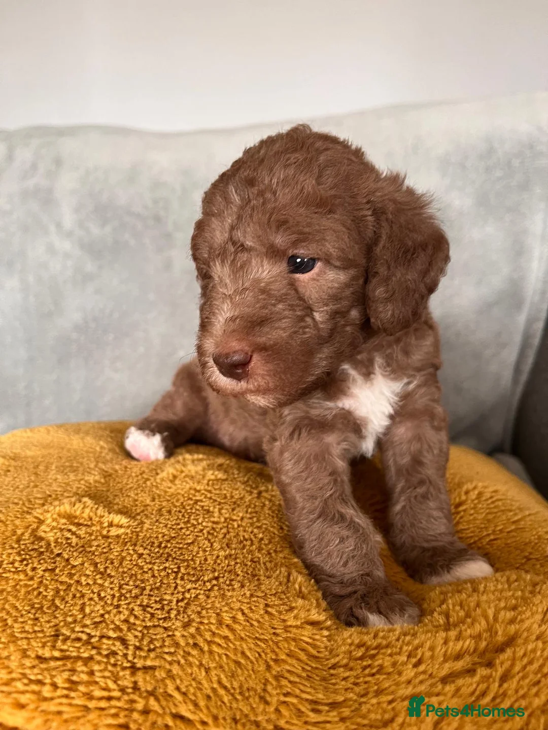 Bedlington Terrier dogs for sale: Bedlington terrier in Stoke-on-Trent - Advert 2