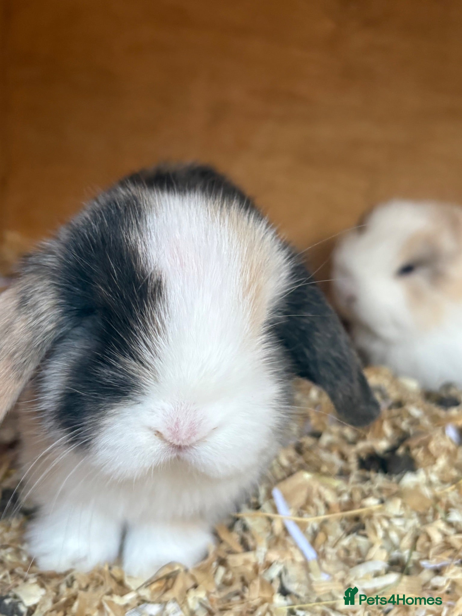 Mini Lop rabbits Mini lops  - Advert 1