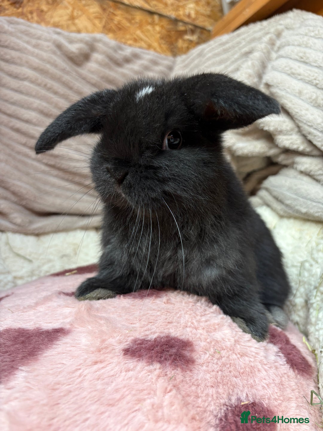 Mini Lop rabbits for sale: Stunning mini lops (vaccinated)  - Advert 1