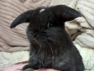 Mini Lop rabbits Stunning mini lops (vaccinated) - Advert 1