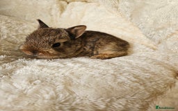 Netherland Dwarf rabbits for sale: Netherland Dwarf bunnies - Image 23