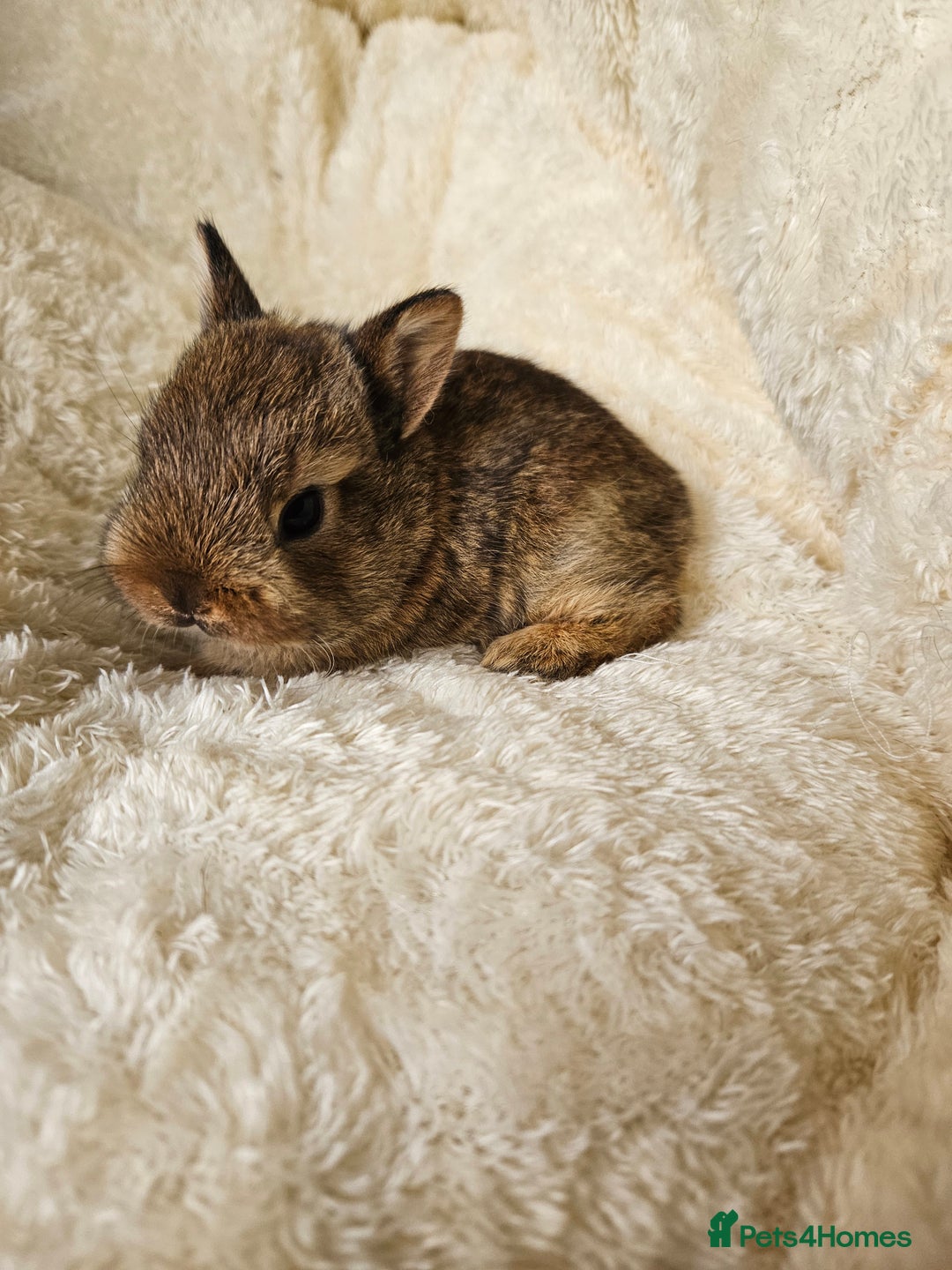 Netherland Dwarf rabbits for sale: Netherland Dwarf bunnies - Image 23
