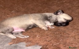 Chihuahua dogs for sale: Lovely blue fawn boy - Image 13