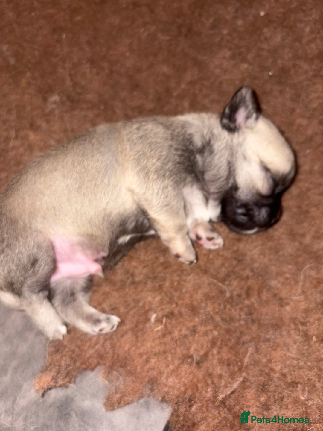 Chihuahua dogs for sale: Lovely blue fawn boy - Image 13