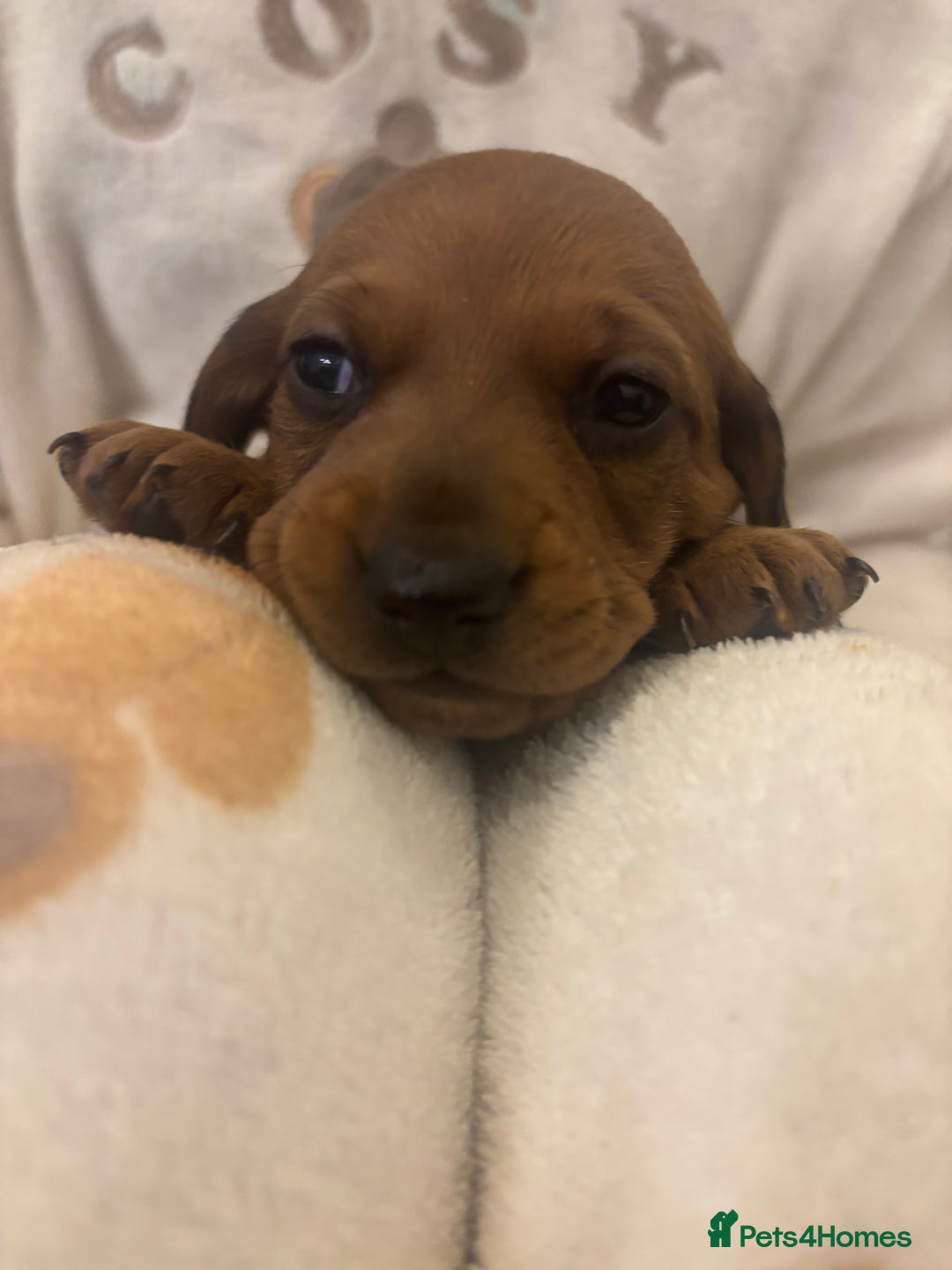 Miniature Dachshund dogs for sale: Miniature dachshund puppies  - Advert 10