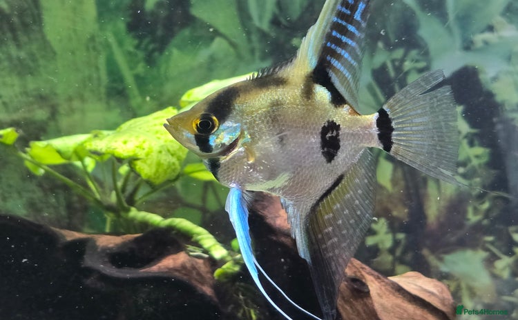 Angelfish fish - Advert 1