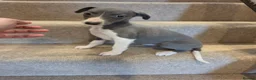 Whippet dogs for sale: 🐾Beautiful Whippet Puppies🐾 - Advert 6