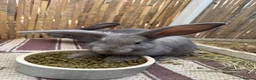 French Lop rabbits for sale: Continental x French lop 🩶 READY TO LEAVE NOW  - Advert 7