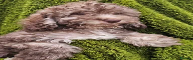 Cockapoo 2