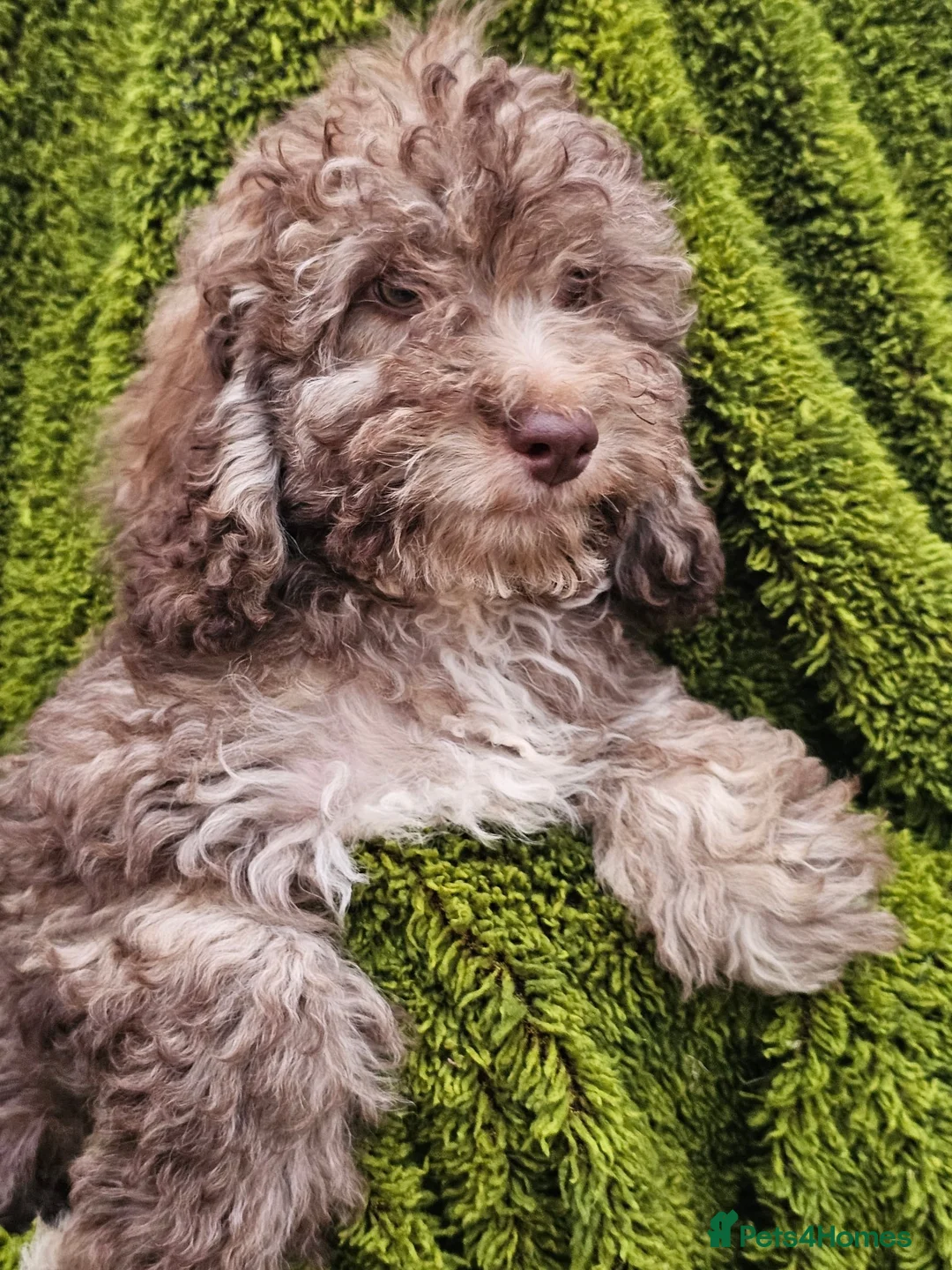 Cockapoo dogs for sale: Health tested Choc, sable & phantoms cockapoos  - Advert 2