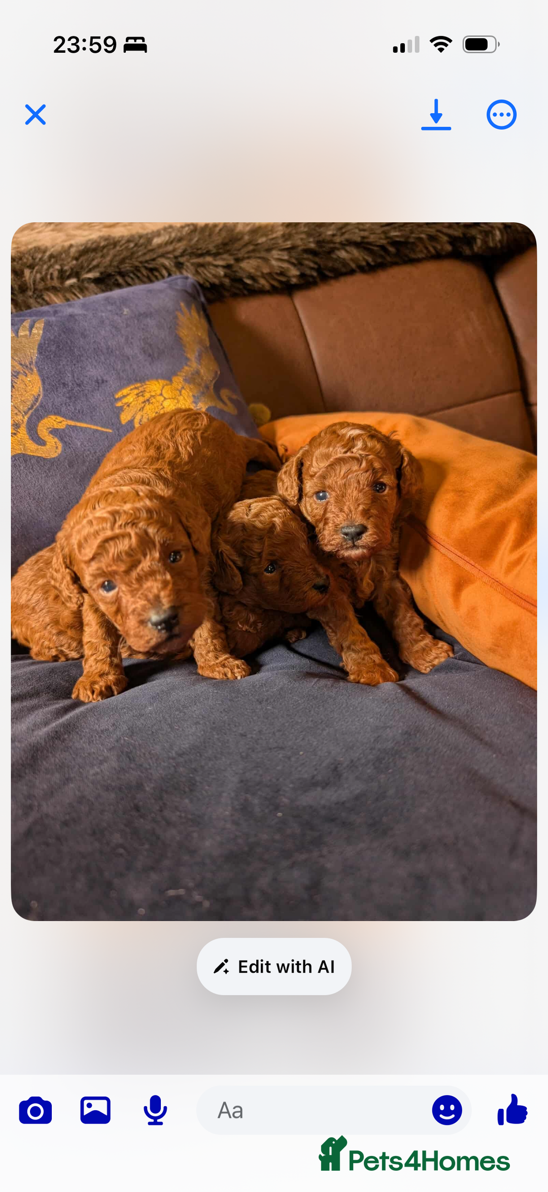 Toy Poodle dogs for sale: Red toy poodle puppies  - Advert 3