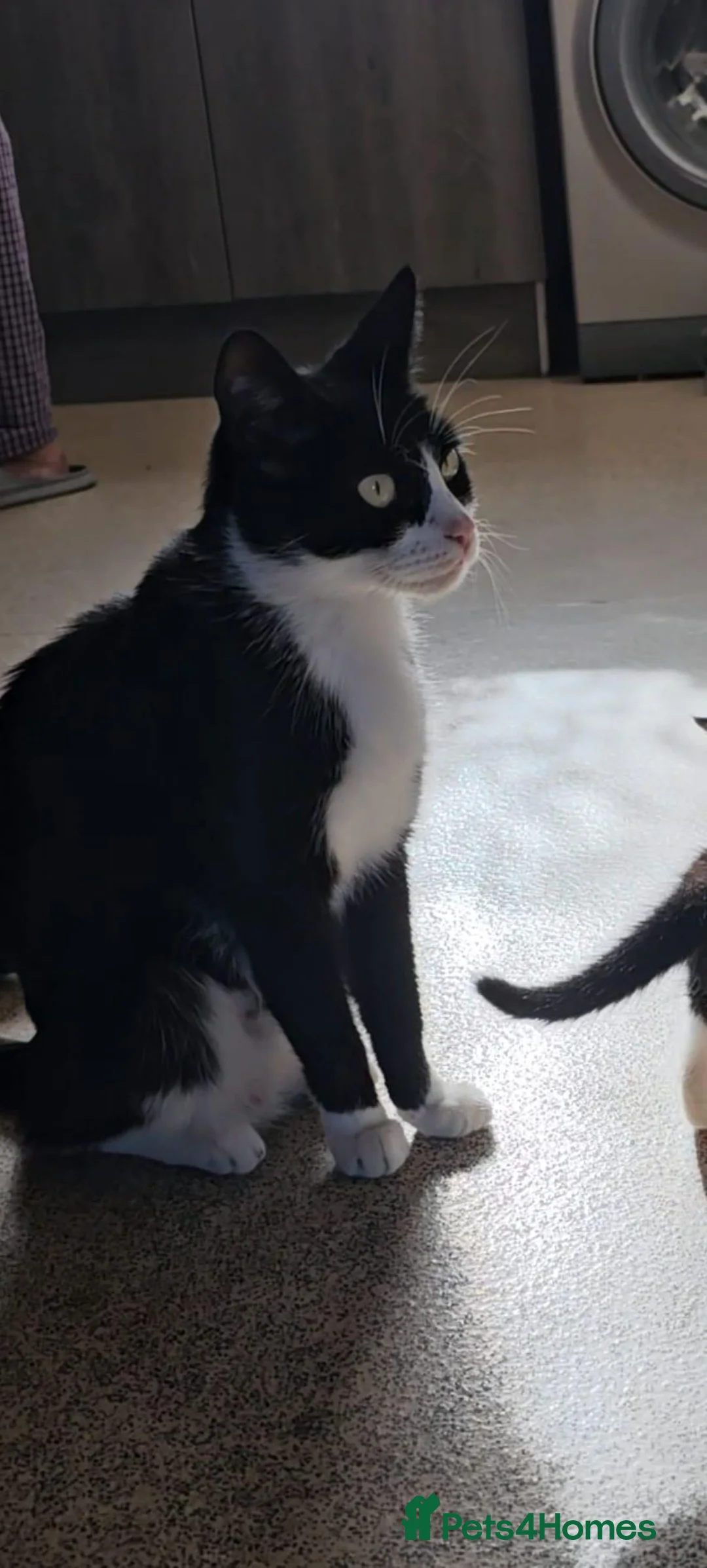 British Shorthair cats for sale: 2 Male Kittens For Sale in Manchester - Advert 5