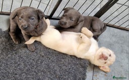 Labrador Retriever dogs for sale: Gorgeous top pedigree charcoal champagne Labrador - Image 1