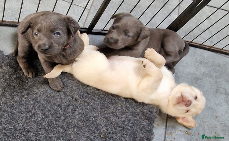 Labrador Retriever dogs - Advert 13