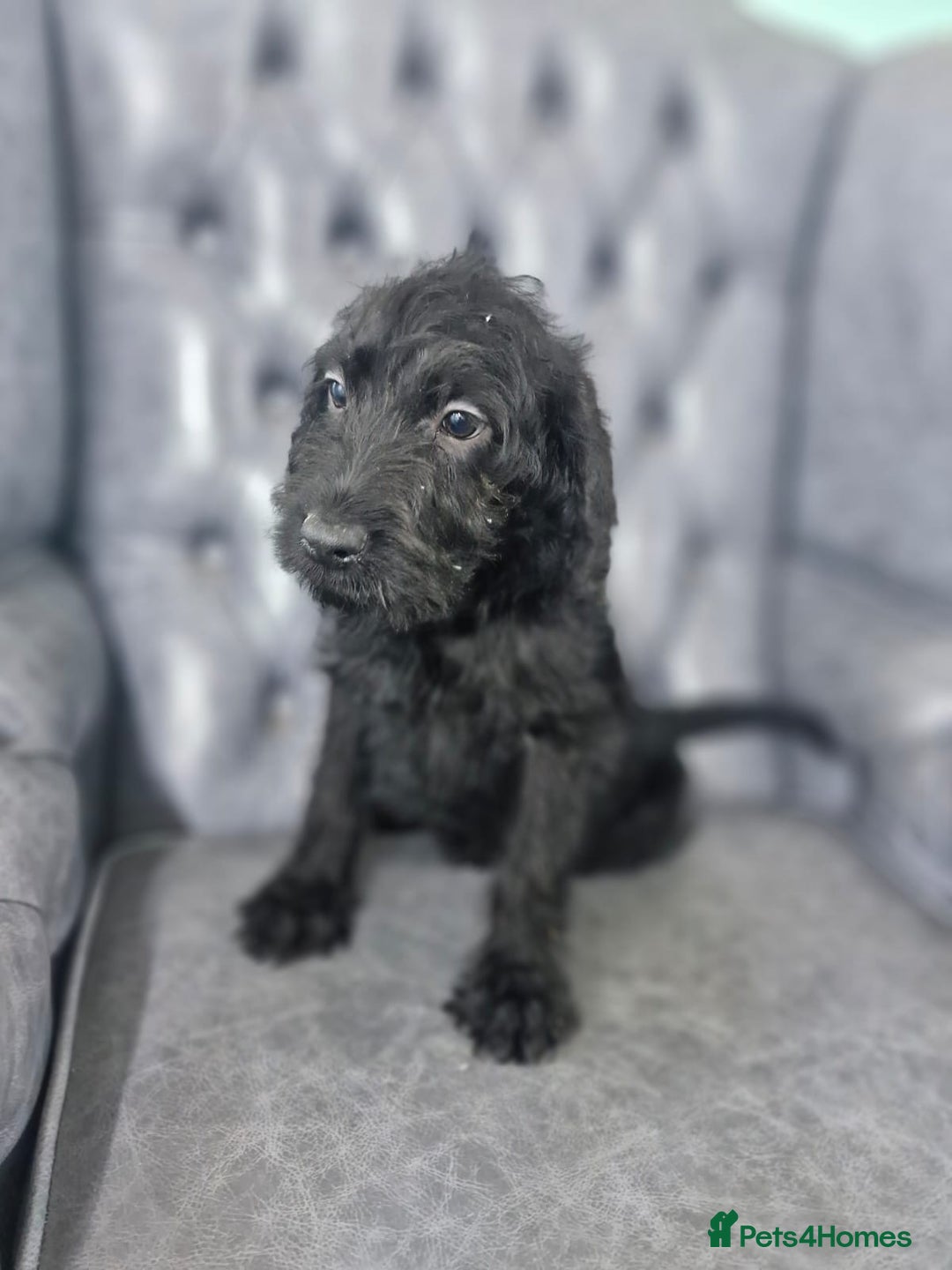 Labradoodle dogs for sale: Standard Labradoodle Puppies  - Advert 4