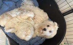 Maltese dogs for sale: Cute Maltese Puppies Looking for Loving Homes🇬🇧  - Image 23