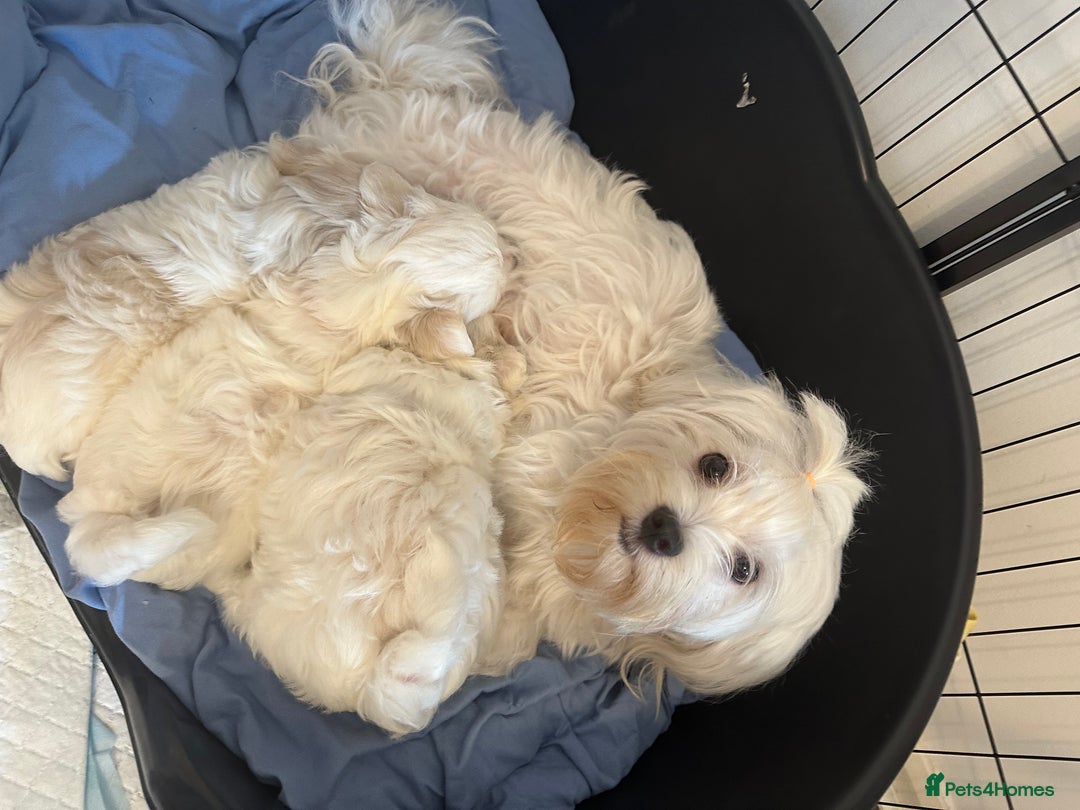 Maltese dogs for sale: Cute Maltese Puppies Looking for Loving Homes🇬🇧  - Image 23