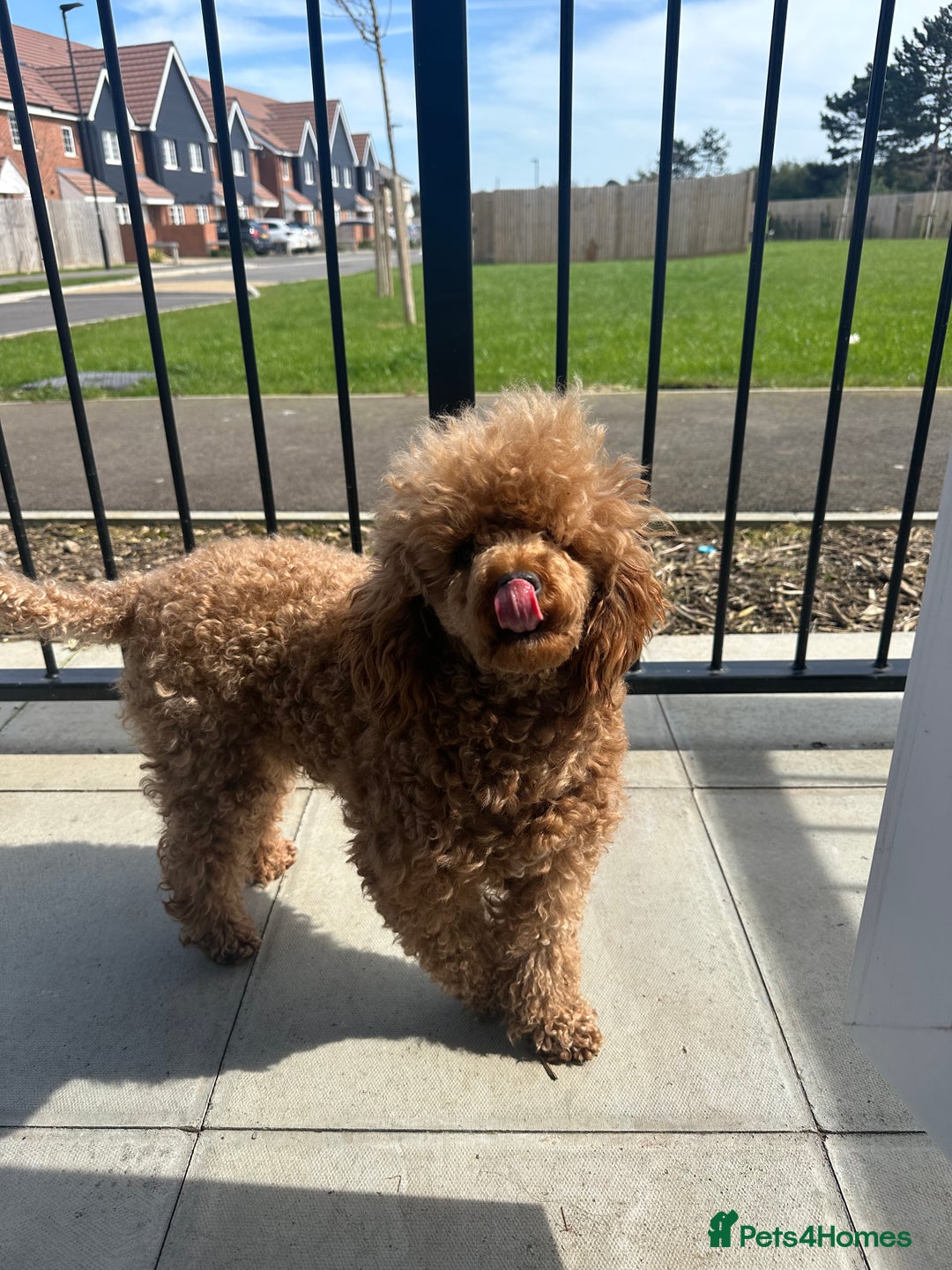 Gallery Image {{count}}