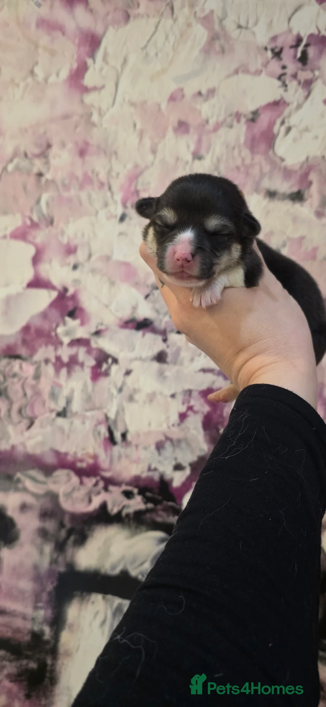 Welsh Corgi Pembroke dogs for sale: Outstanding Welsh Pembroke Corgi Puppies - Advert 17